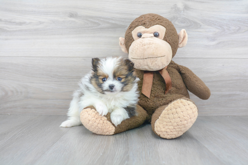 Akc Registered Pomeranian Baby