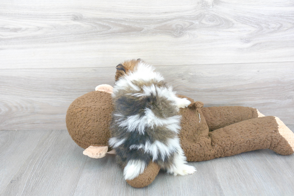 Pomeranian Puppy for Adoption