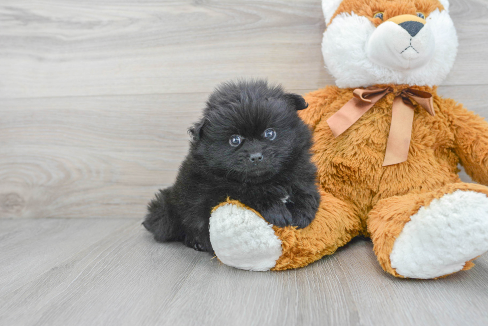 Friendly Pomeranian Baby