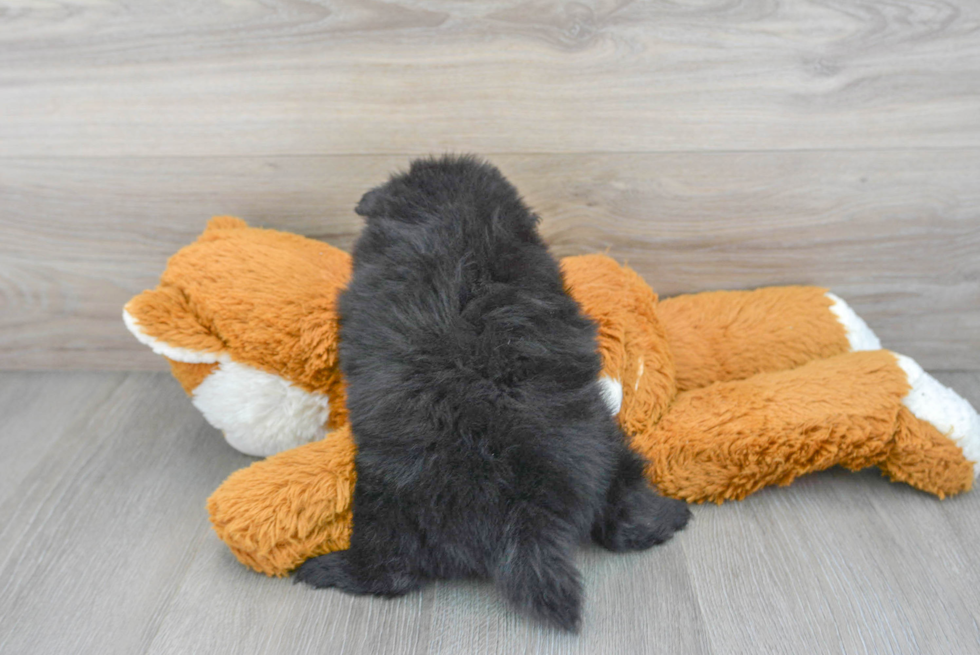 Fluffy Pomeranian Purebred Puppy