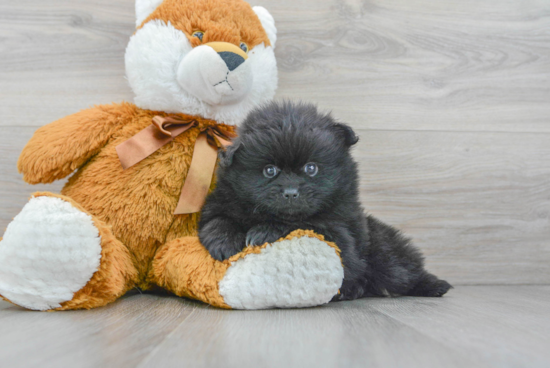 Best Pomeranian Baby