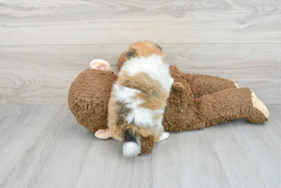 Fluffy Pomeranian Purebred Puppy