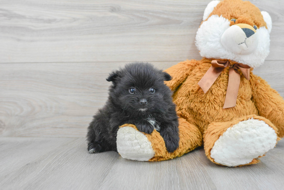 Pomeranian Puppy for Adoption