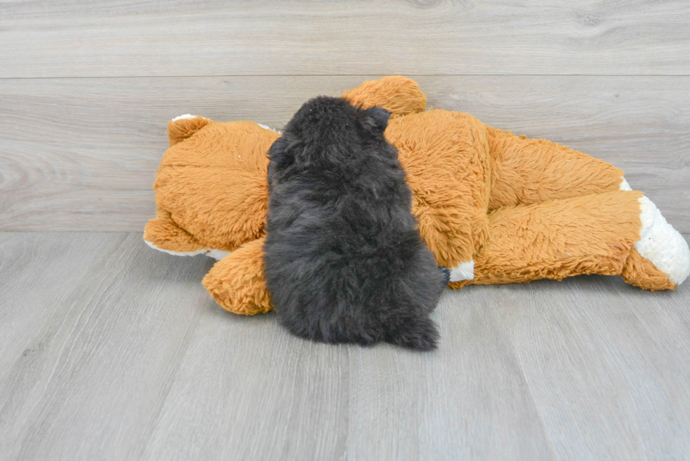 Pomeranian Puppy for Adoption