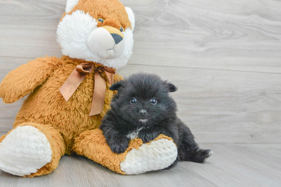Playful Pomeranian Baby