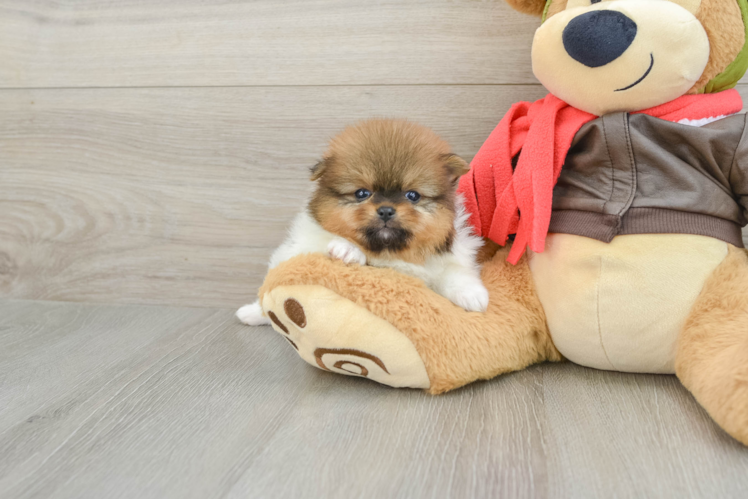 Cute Loulou Purebred Puppy