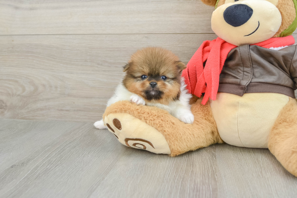 Cute Loulou Purebred Puppy