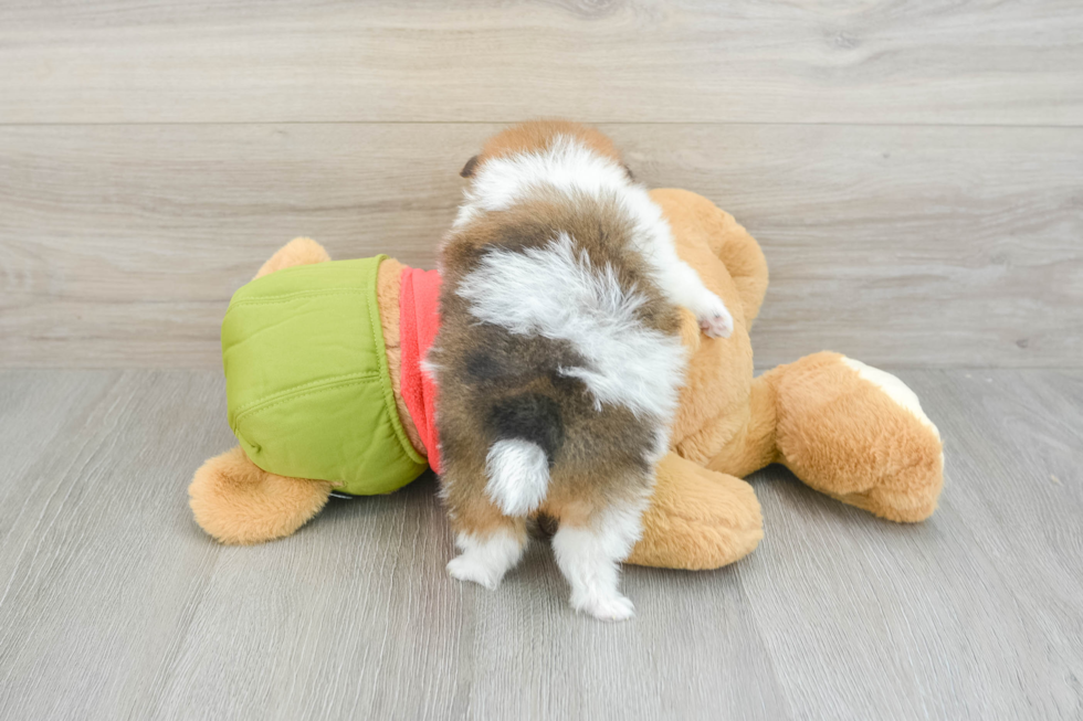 Hypoallergenic Pomeranian Baby
