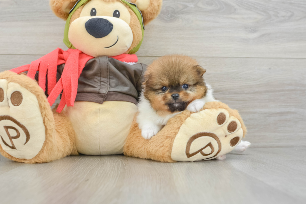 Hypoallergenic Pomeranian Baby