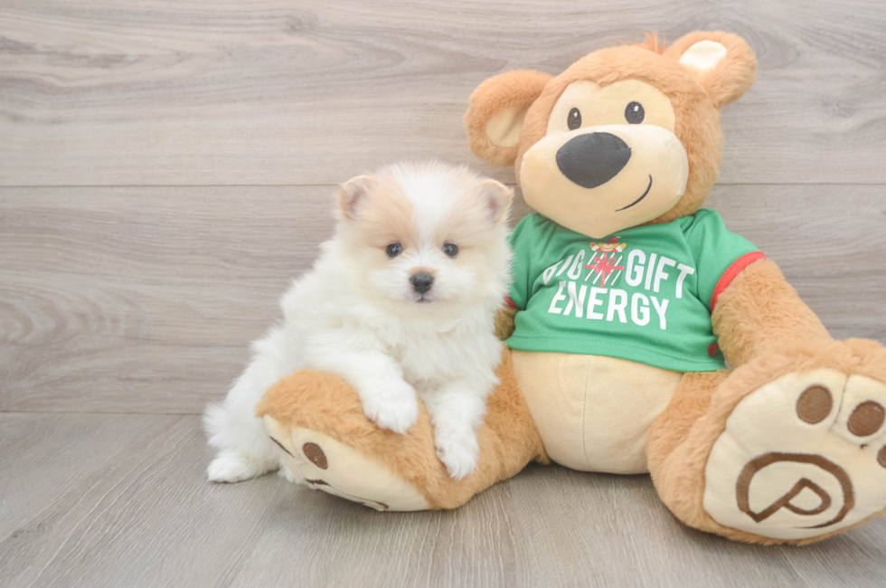 6 week old Pomeranian Puppy For Sale - Premier Pups