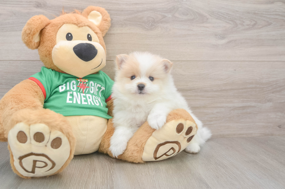 Pomeranian Puppy for Adoption