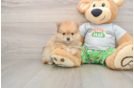 Pomeranian Pup Being Cute