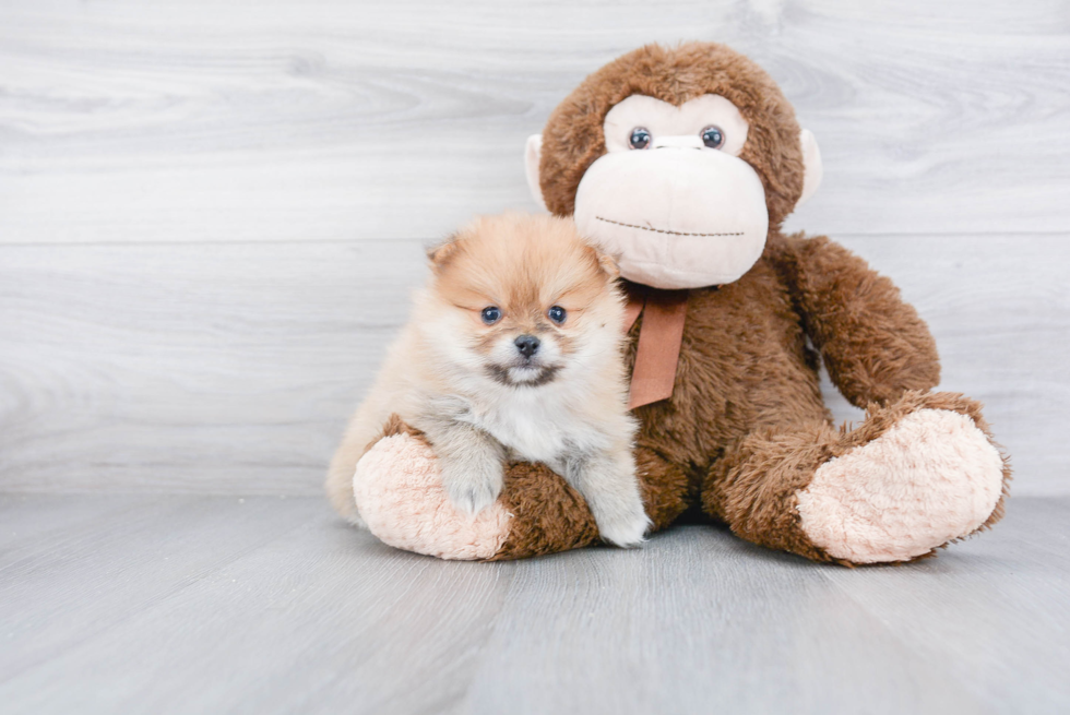 Smart Pomeranian Purebred Puppy