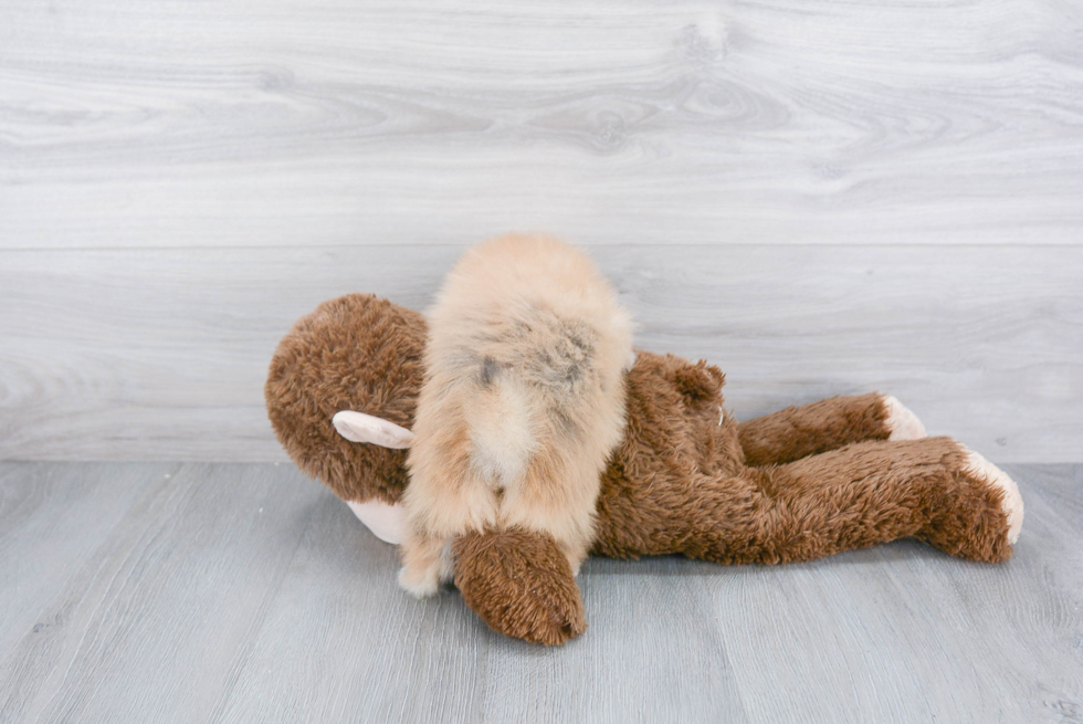 Pomeranian Pup Being Cute