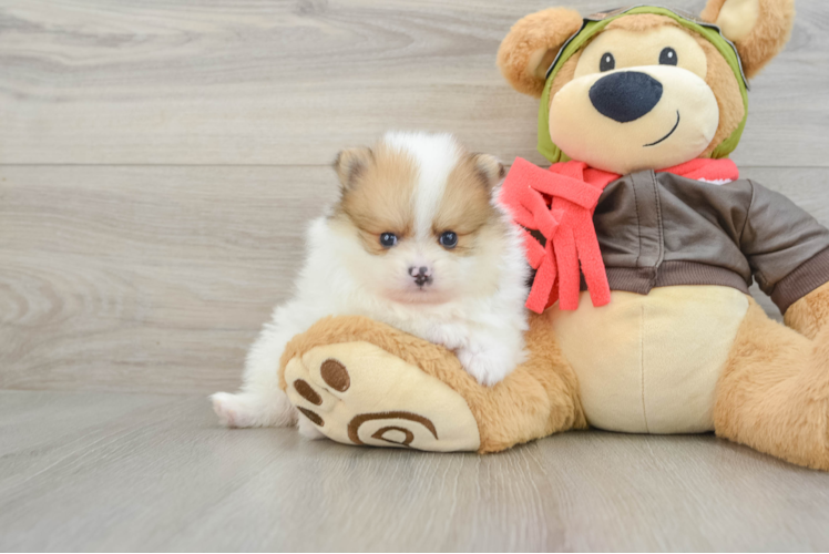 Best Pomeranian Baby