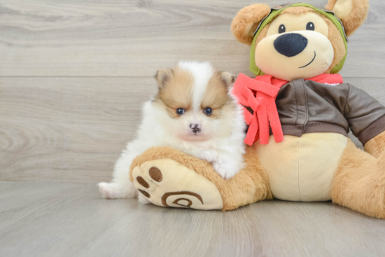 Best Pomeranian Baby