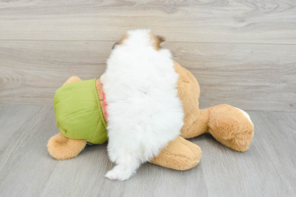 Pomeranian Pup Being Cute