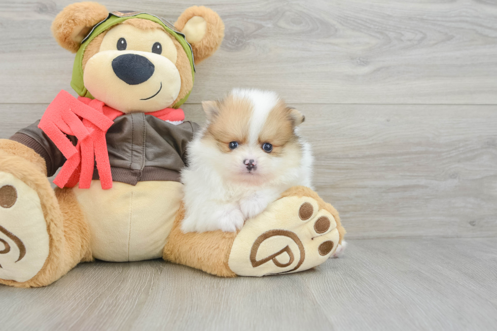 Pomeranian Puppy for Adoption