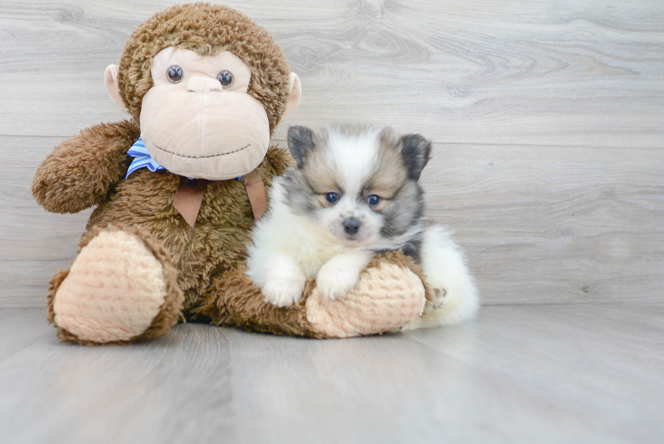 Best Pomeranian Baby