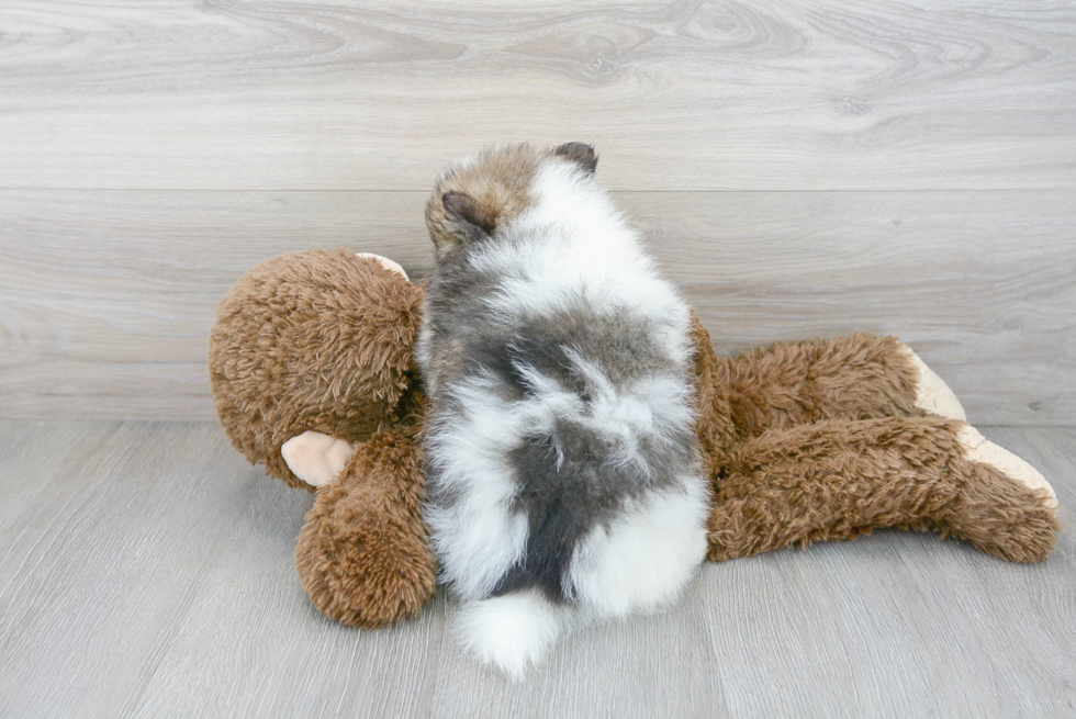 Pomeranian Puppy for Adoption