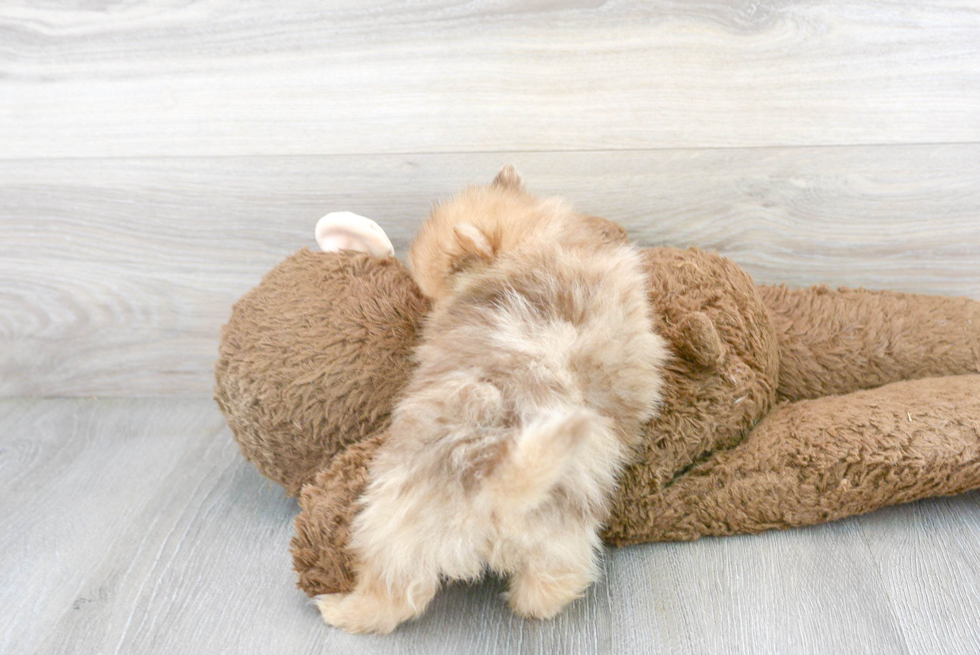 Pomeranian Pup Being Cute