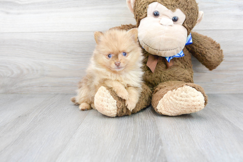 Best Pomeranian Baby