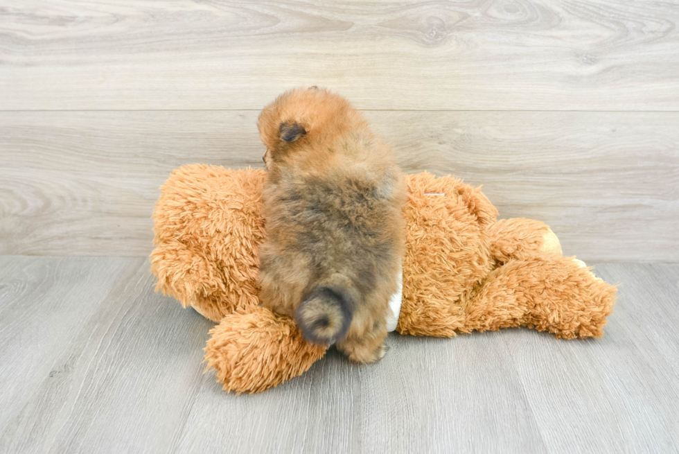 Popular Pomeranian Purebred Pup