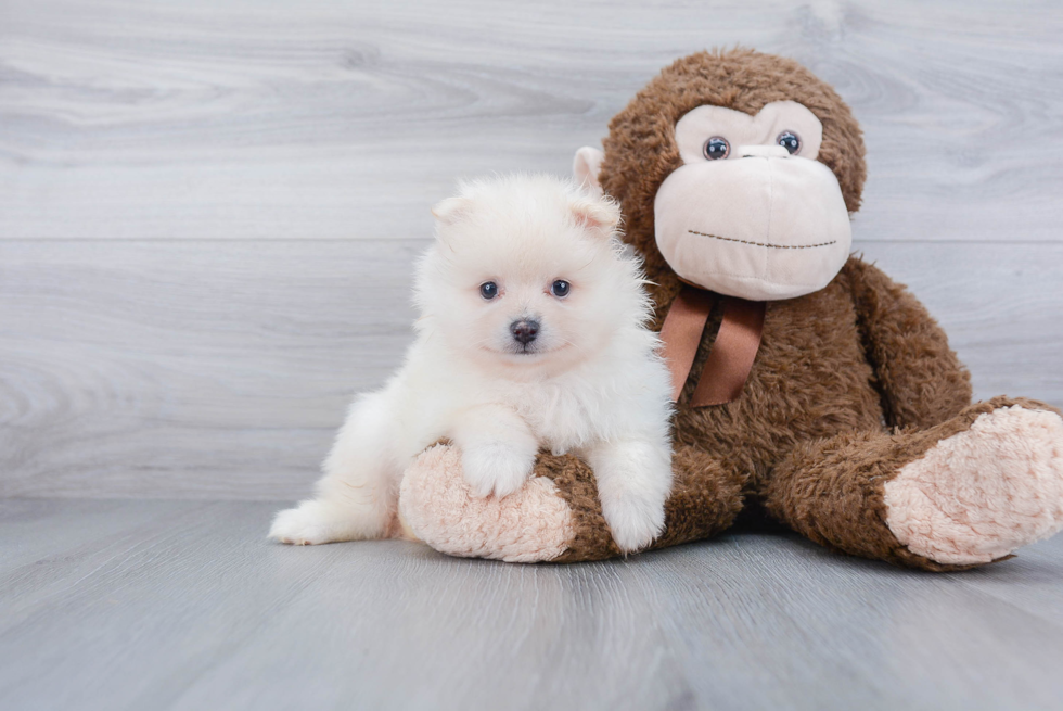 Small Pomeranian Baby