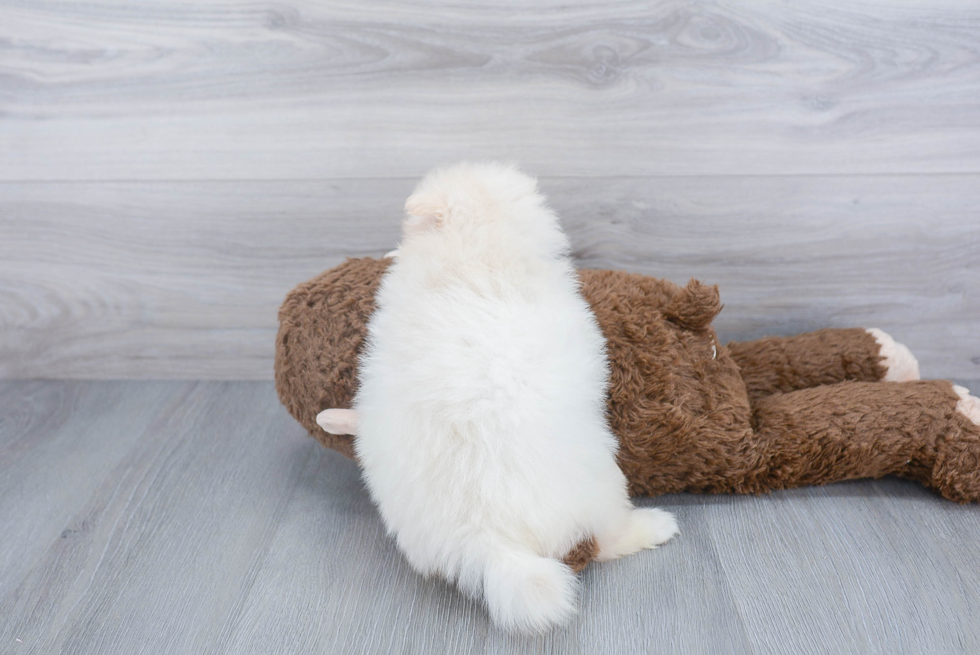 Petite Pomeranian Purebred Puppy