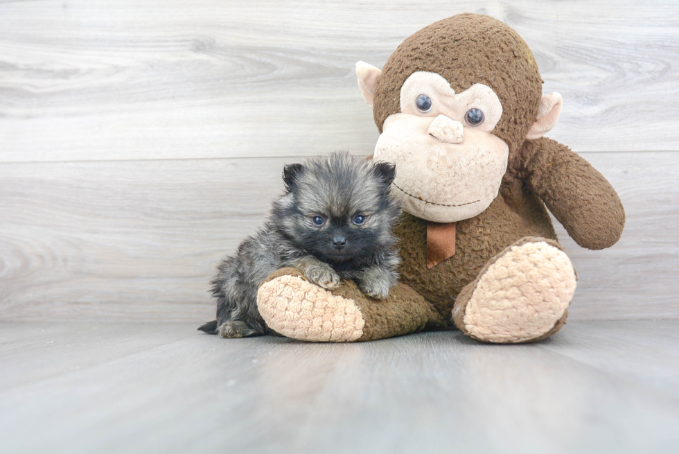 Smart Pomeranian Purebred Puppy