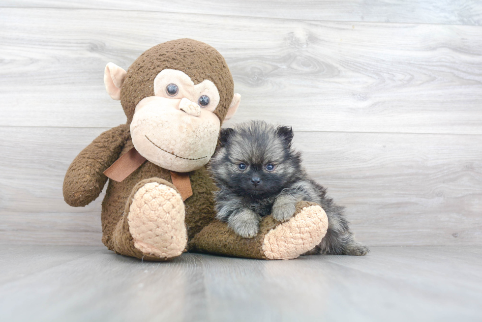 Best Pomeranian Baby