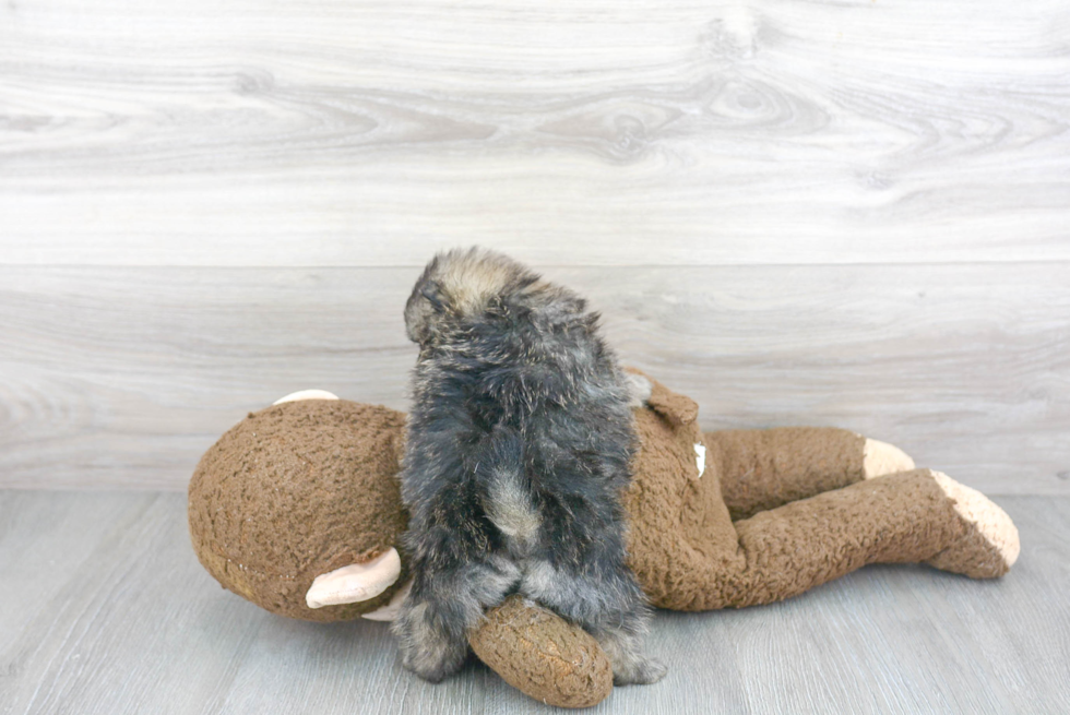 Pomeranian Puppy for Adoption