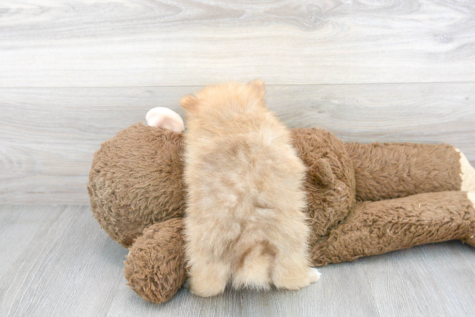 Best Pomeranian Baby