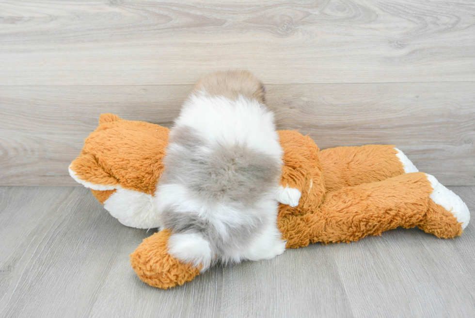 Playful Pomeranian Purebred Pup