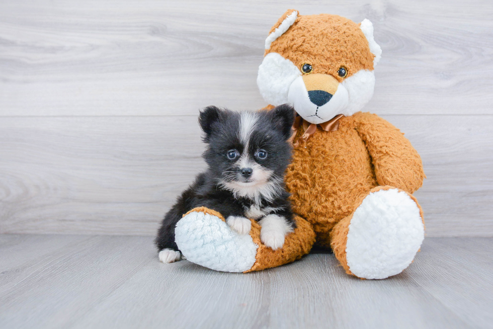 Pomeranian Pup Being Cute