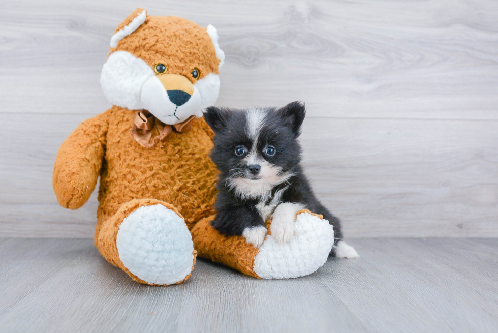 Cute Pomeranian Purebred Puppy