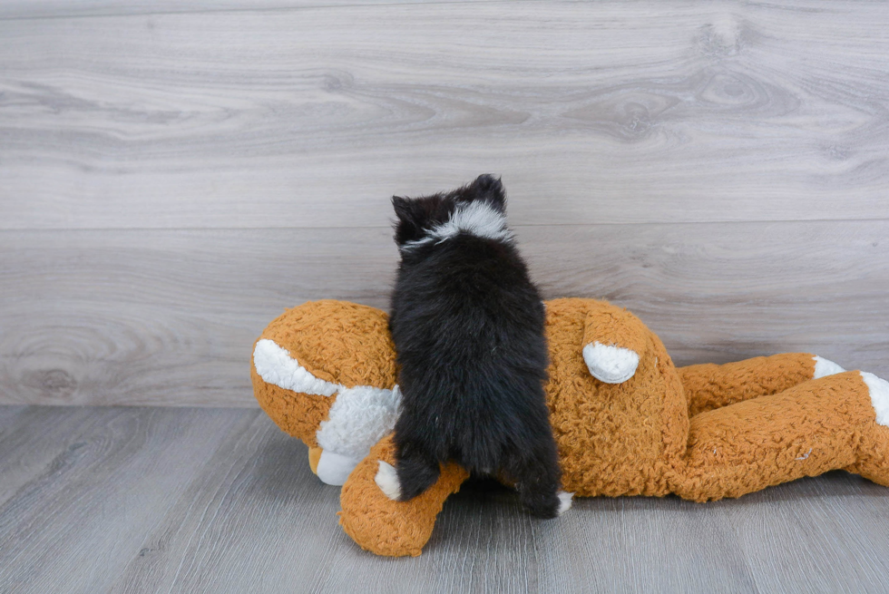 Best Pomeranian Baby