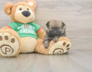 7 week old Pomeranian Puppy For Sale - Premier Pups