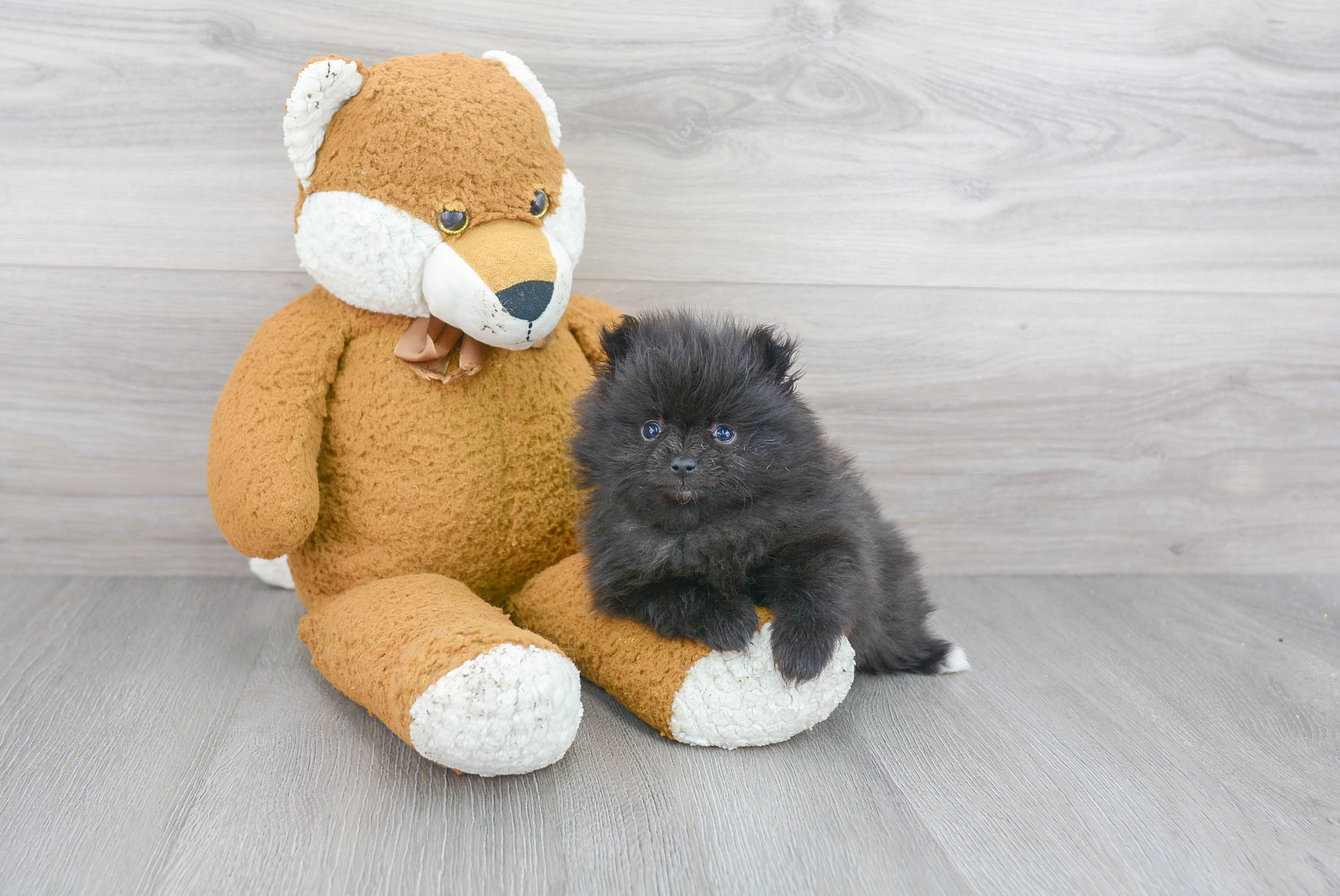 Petite Pomeranian Purebred Puppy