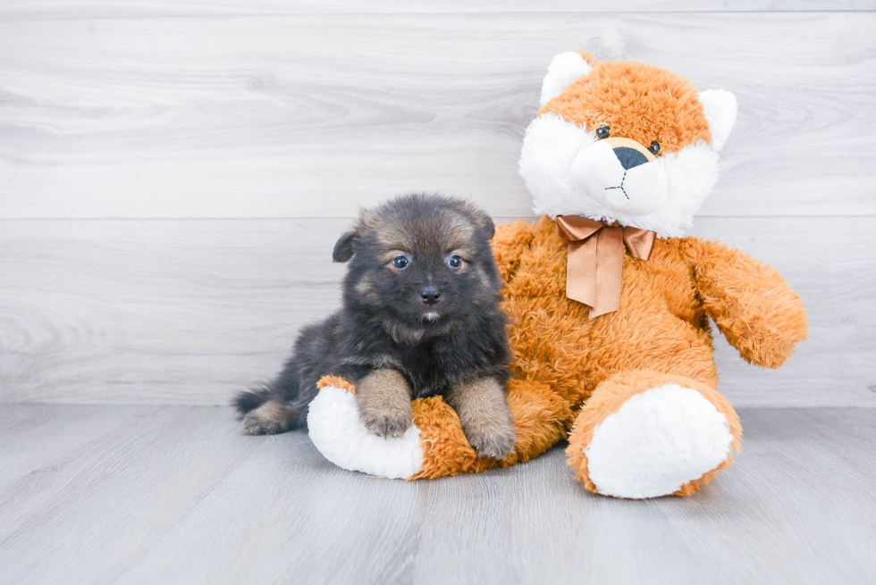 Funny Pomeranian Baby