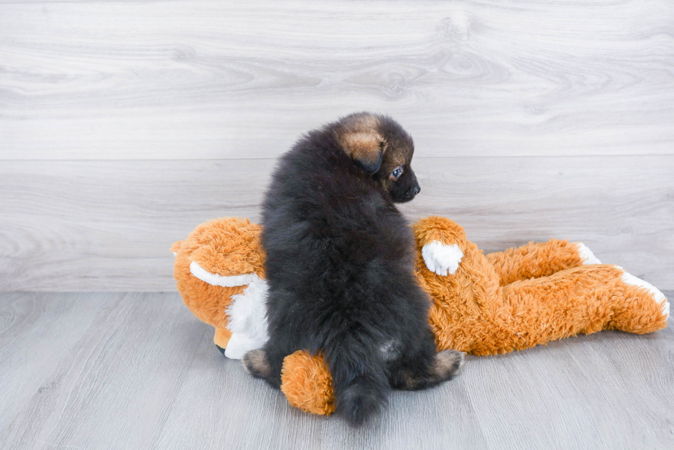 Akc Registered Pomeranian Baby