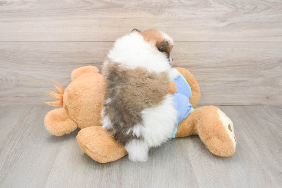 Pomeranian Pup Being Cute
