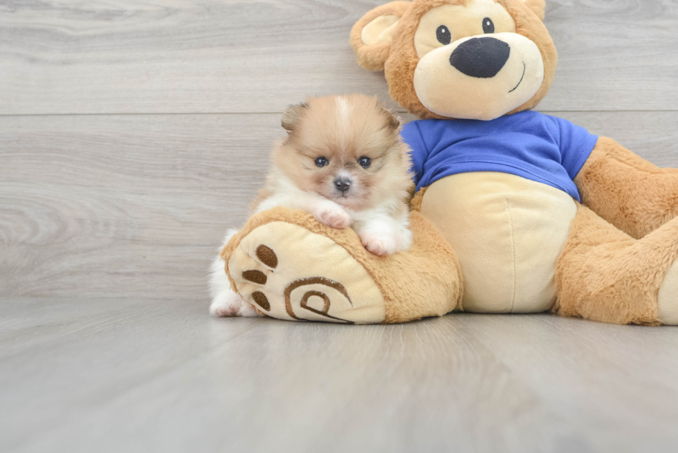 Hypoallergenic Pomeranian Purebred Pup