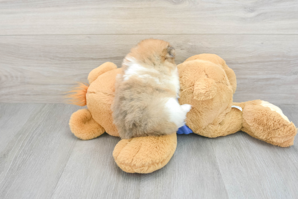 Popular Pomeranian Baby