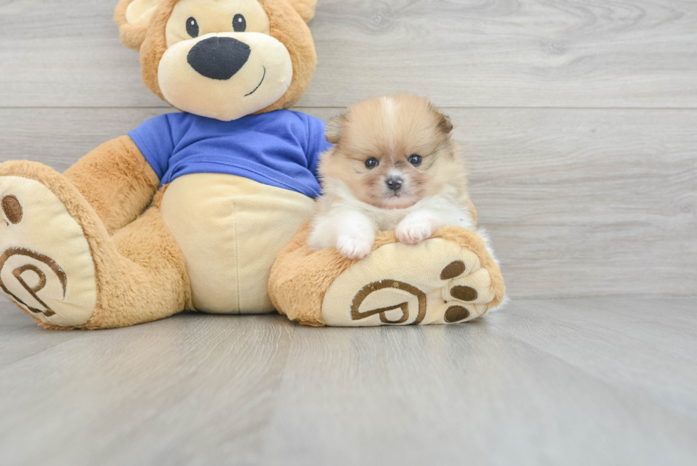 Adorable Pomeranian Purebred Puppy