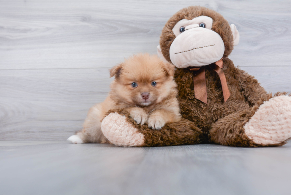Little Pomeranian Baby