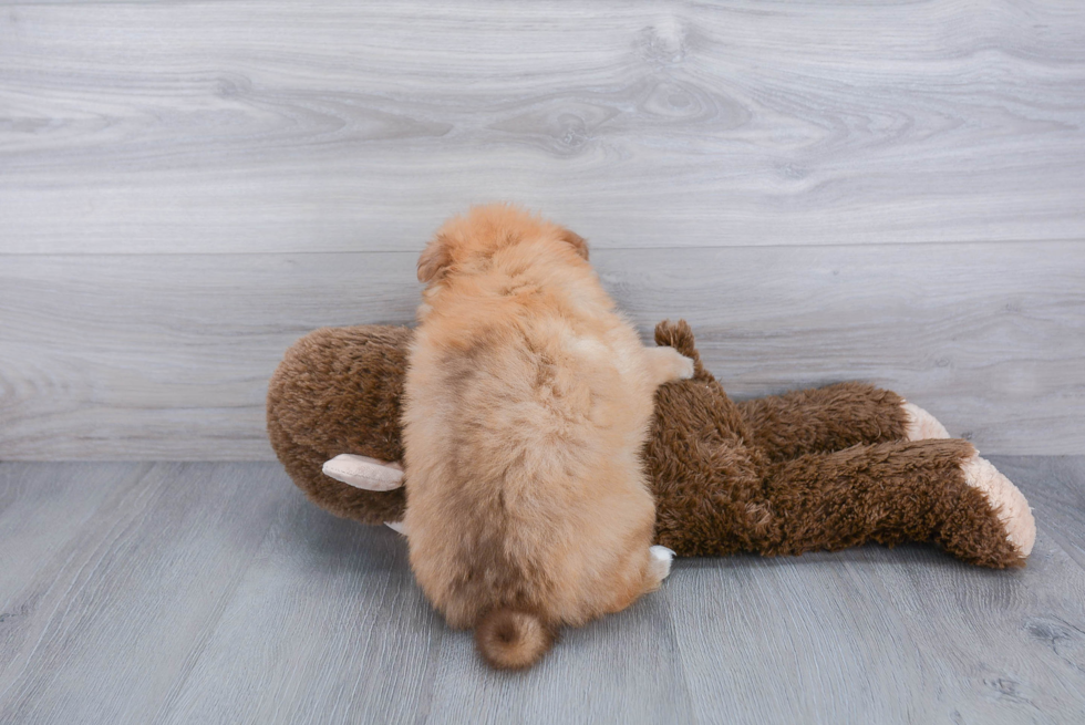 Pomeranian Pup Being Cute