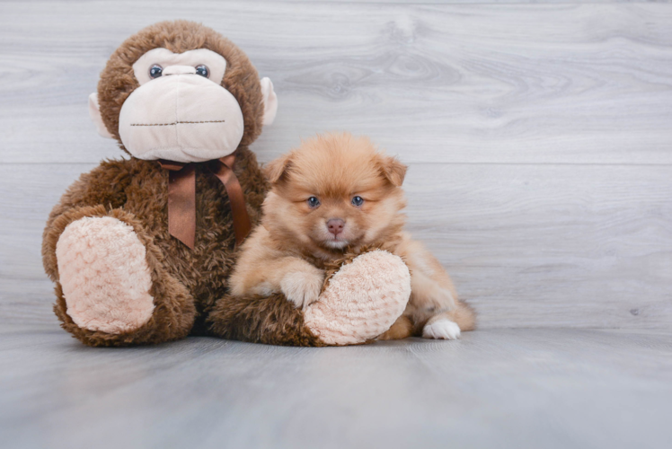 Pomeranian Pup Being Cute