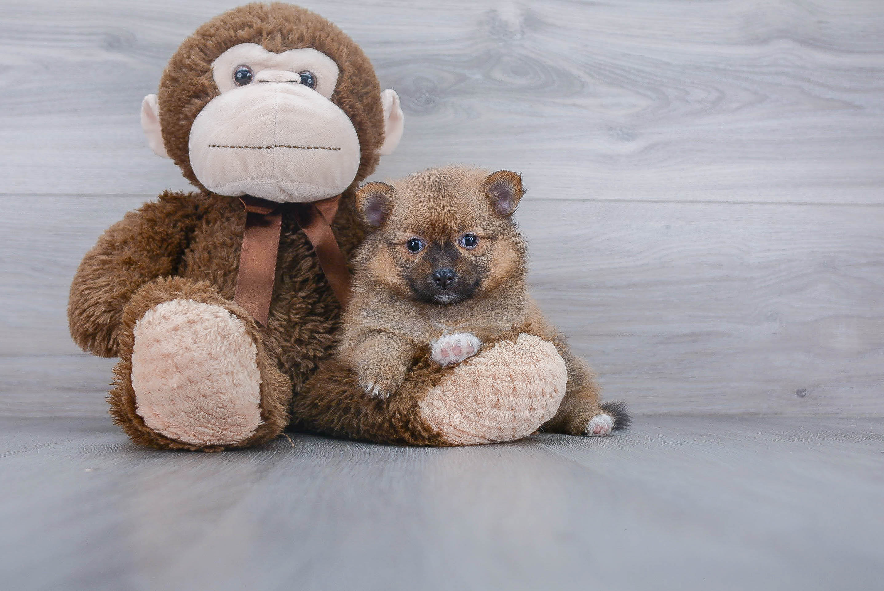 Hypoallergenic Pomeranian Purebred Pup