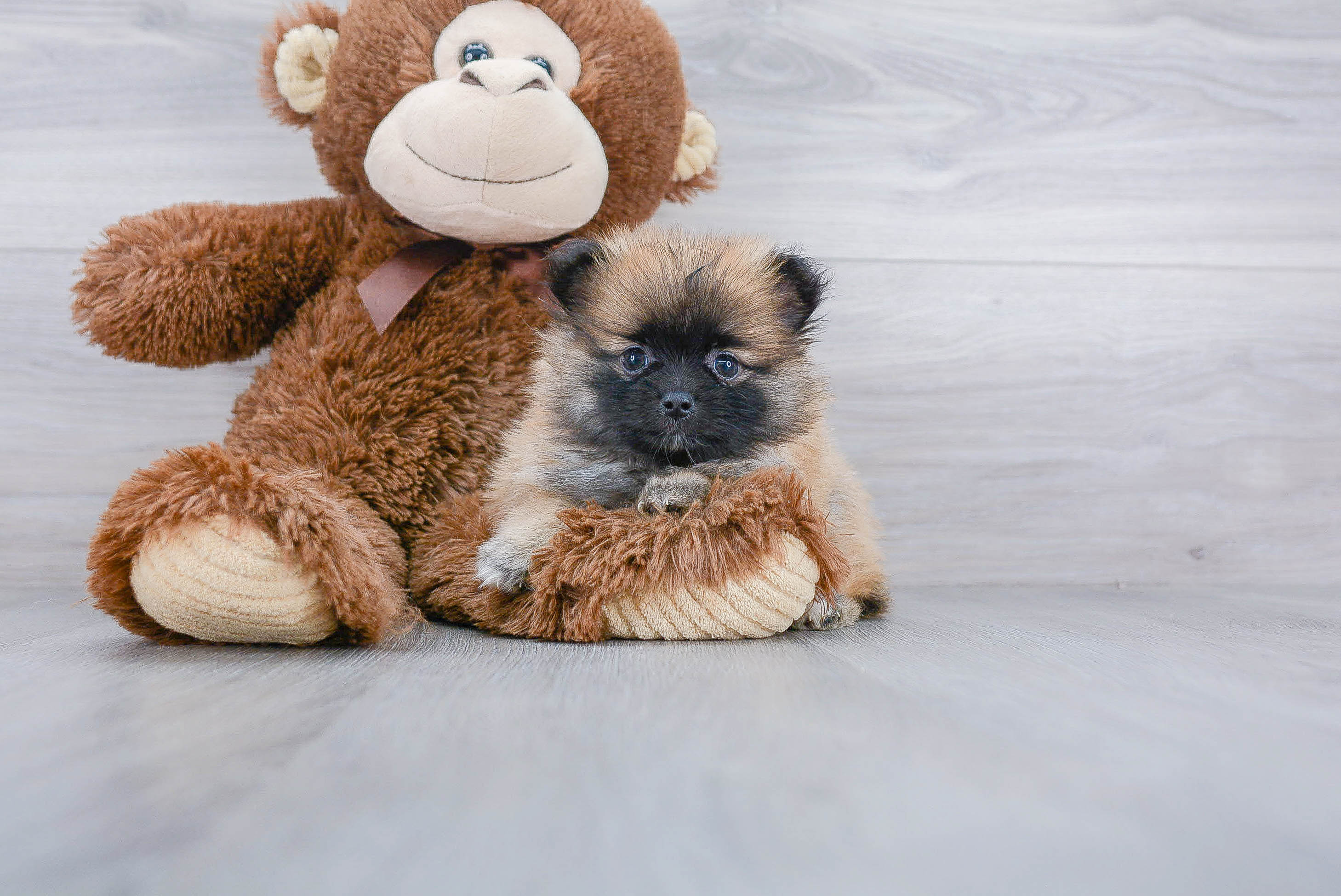 Pomeranian Puppy for Adoption
